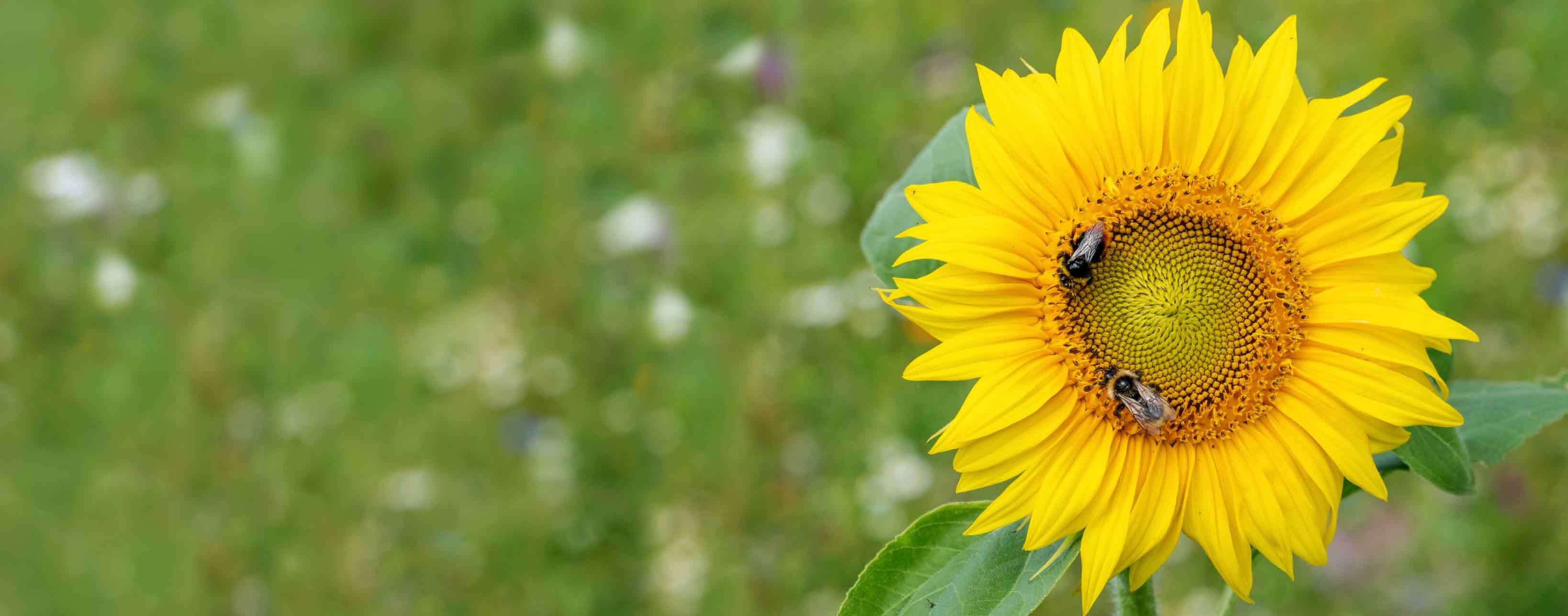 ratings-memberships-sustainability-oberbank